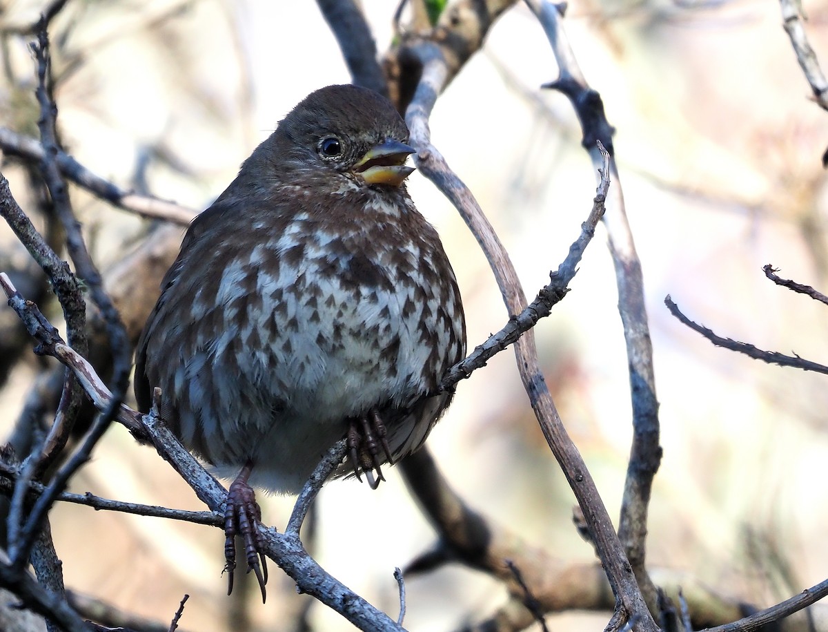 Fox Sparrow (Sooty) - ML559562641