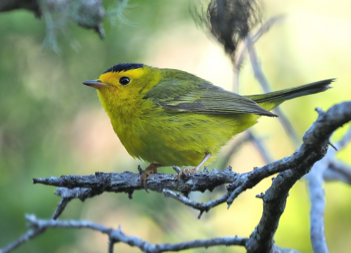 Wilson's Warbler (chryseola) - ML559562731