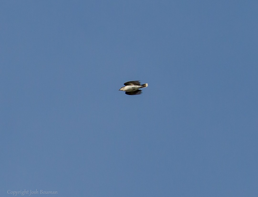 Eastern Kingbird - J B