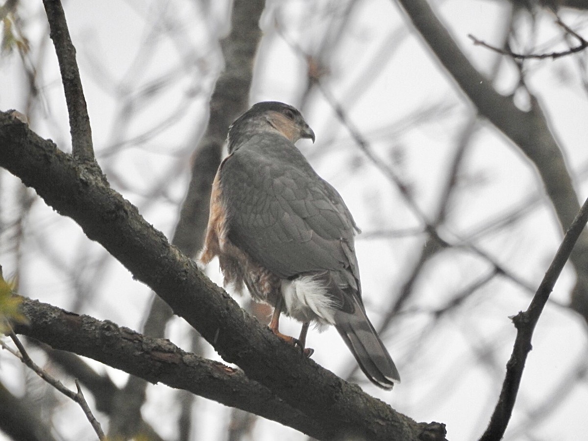 Cooper's Hawk - ML559563471