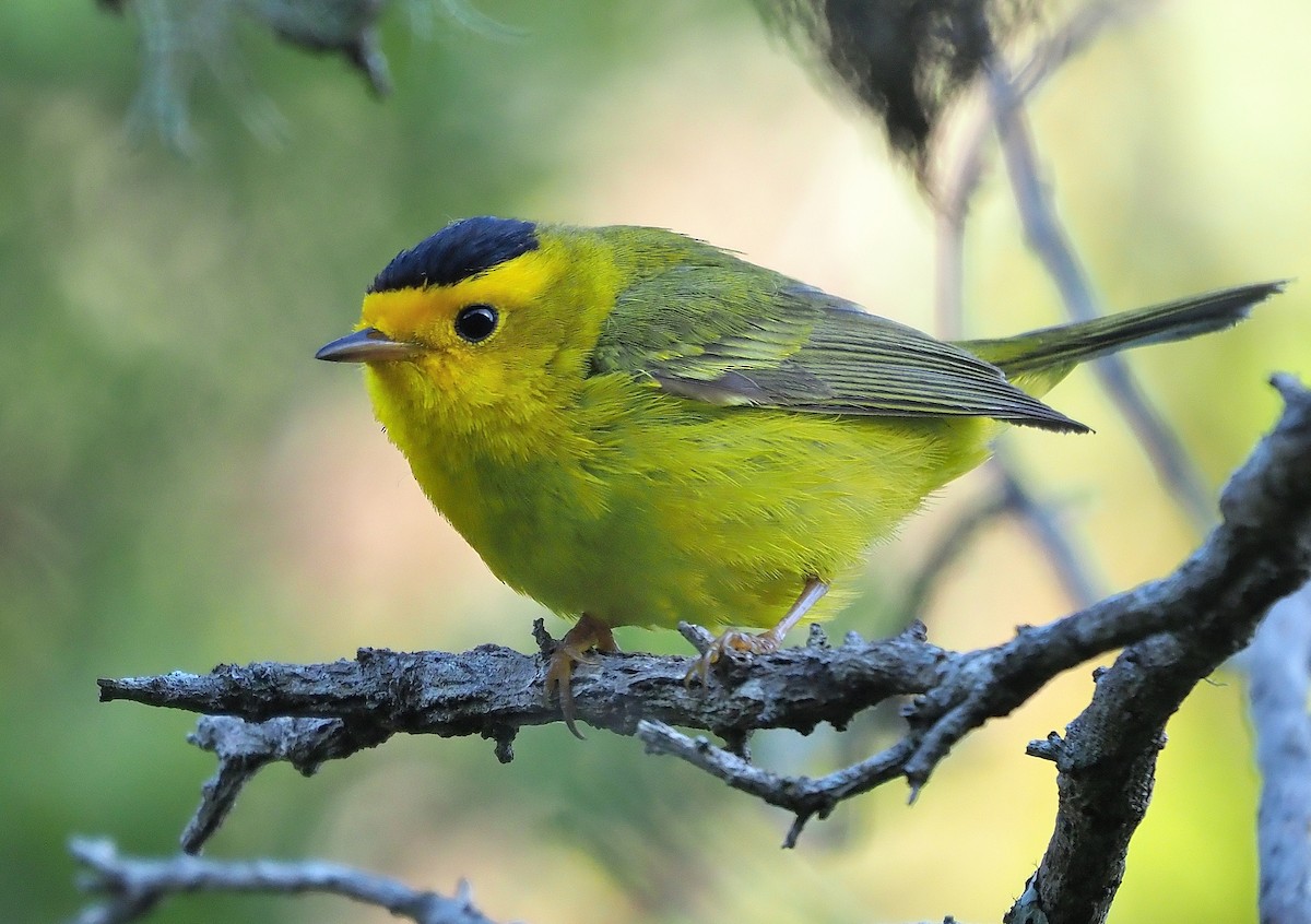 Wilson's Warbler (chryseola) - ML559563911