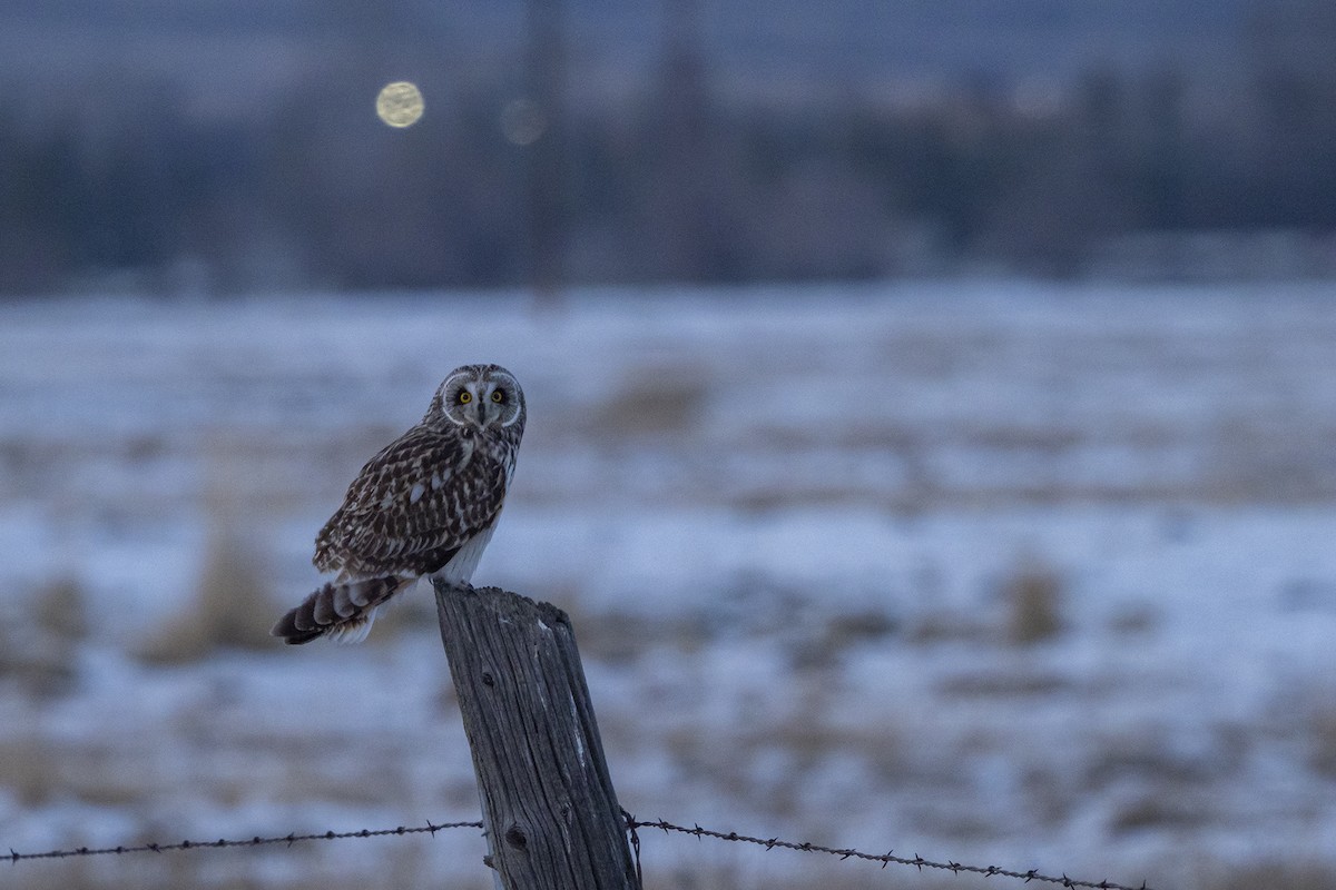 Short-eared Owl - ML559564681