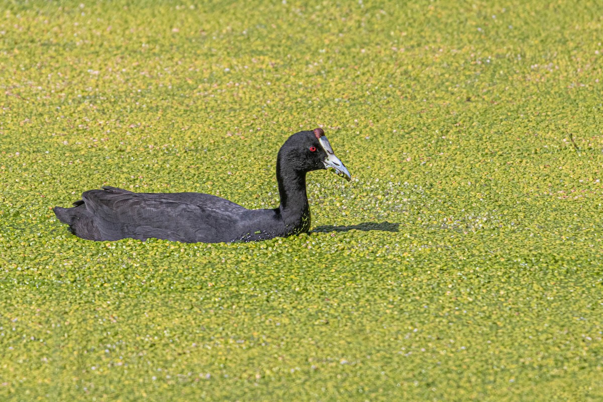 Red-knobbed Coot - ML559565111