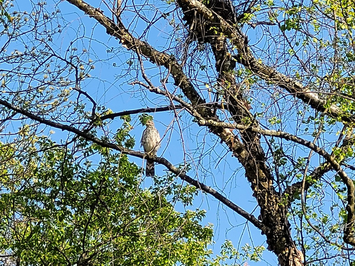 Cooper's Hawk - ML559565591