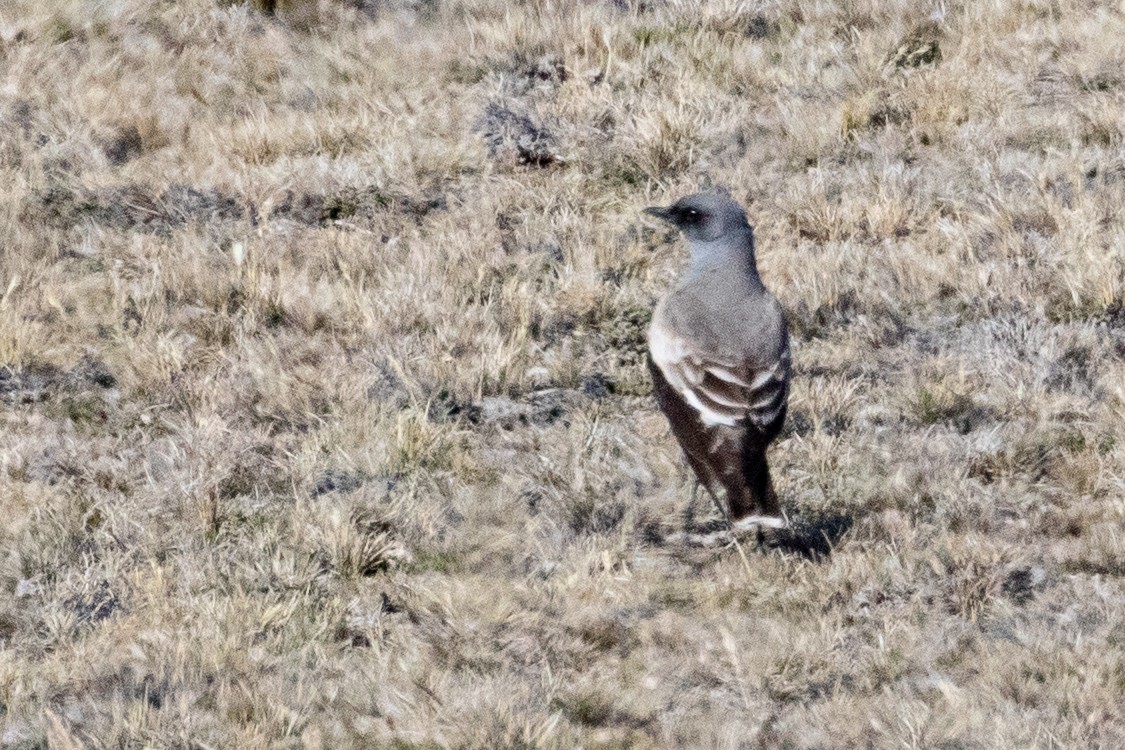 Pépoaza à ventre bai - ML559565671