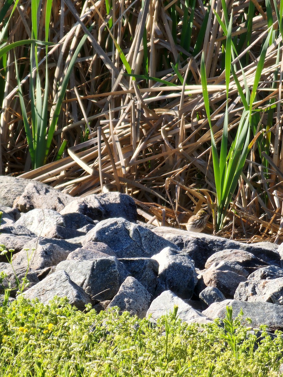 Savannah Sparrow - ML559566461