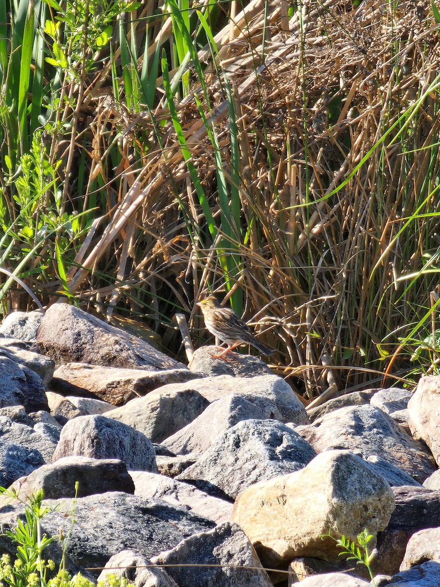 Savannah Sparrow - ML559566471