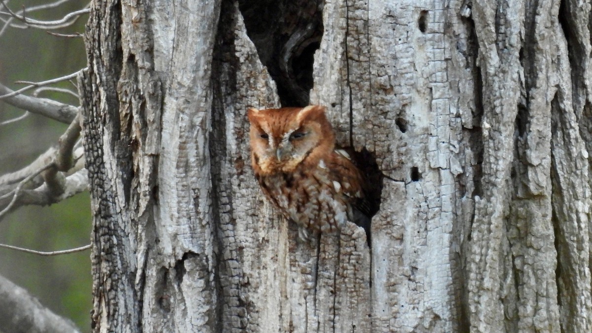 Eastern Screech-Owl - ML559566531