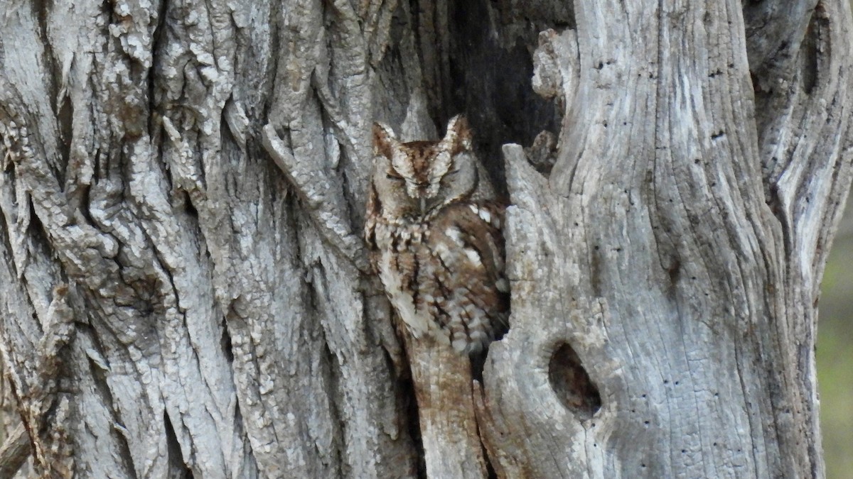 Eastern Screech-Owl - ML559566541