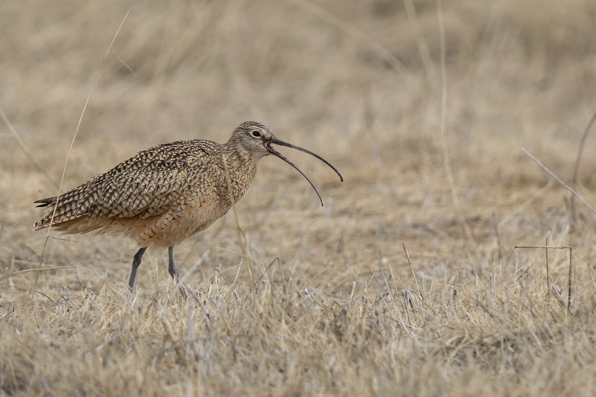 Long-billed Curlew - Joshua Covill