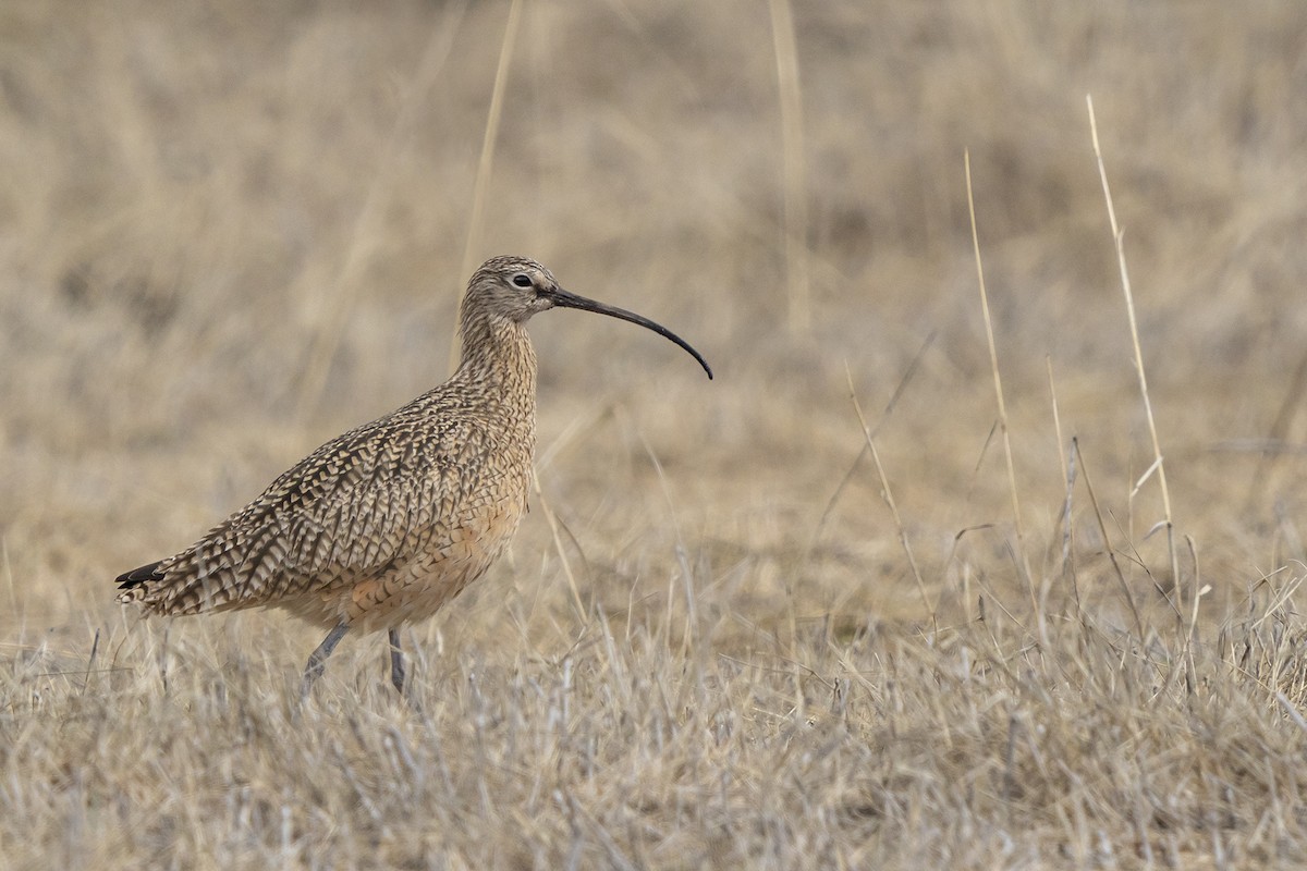 Long-billed Curlew - Joshua Covill