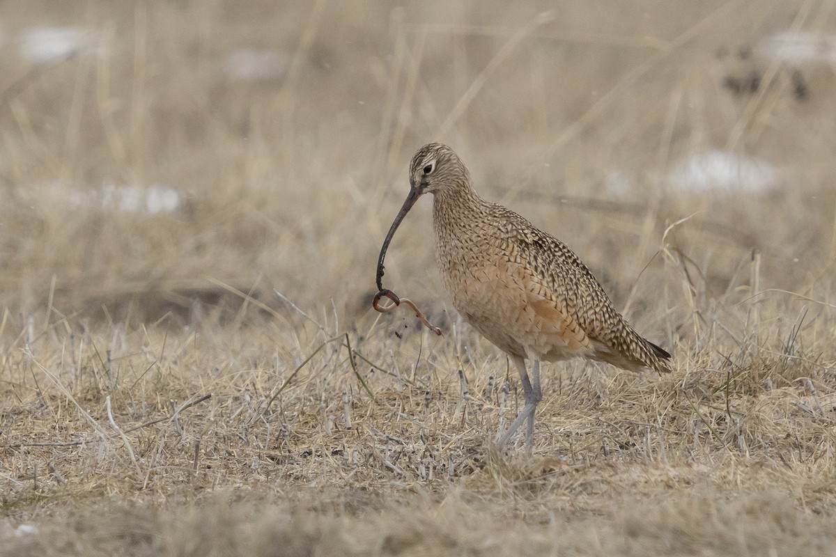 Long-billed Curlew - Joshua Covill