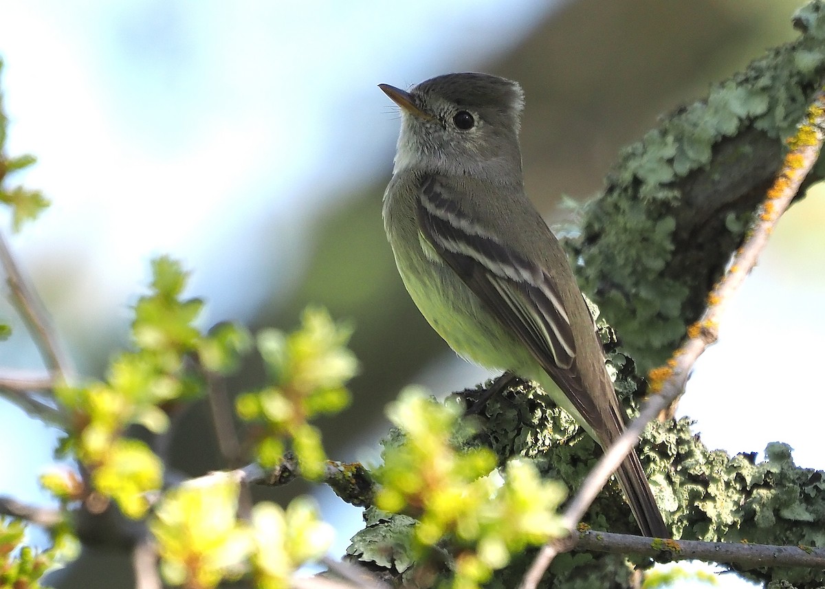 ML559569971 - Hammond's Flycatcher - Macaulay Library