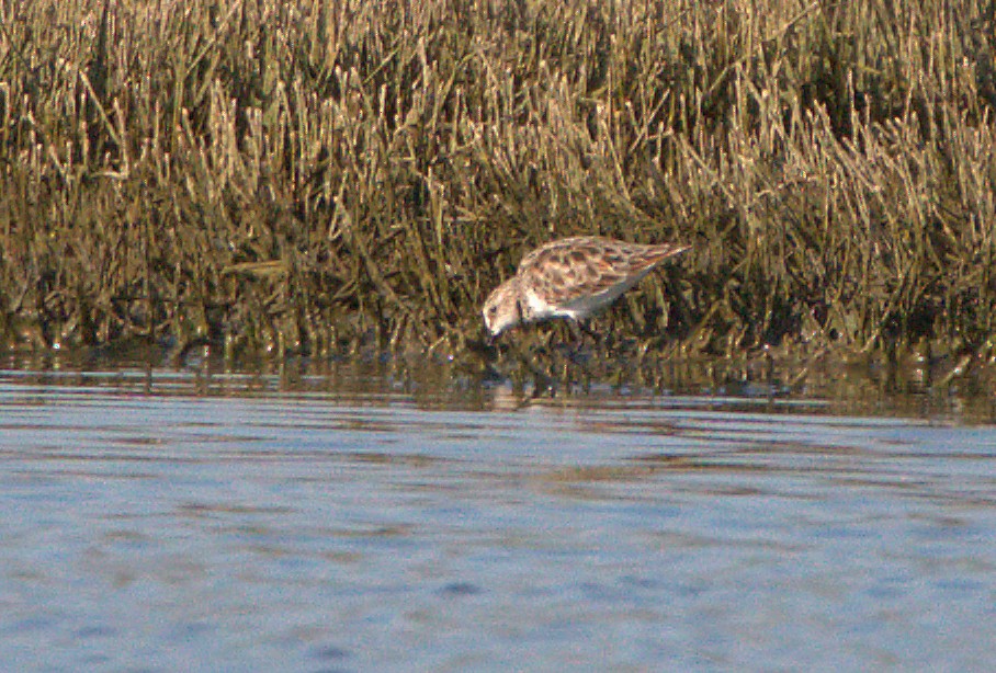 Bécasseau minute - ML559570051
