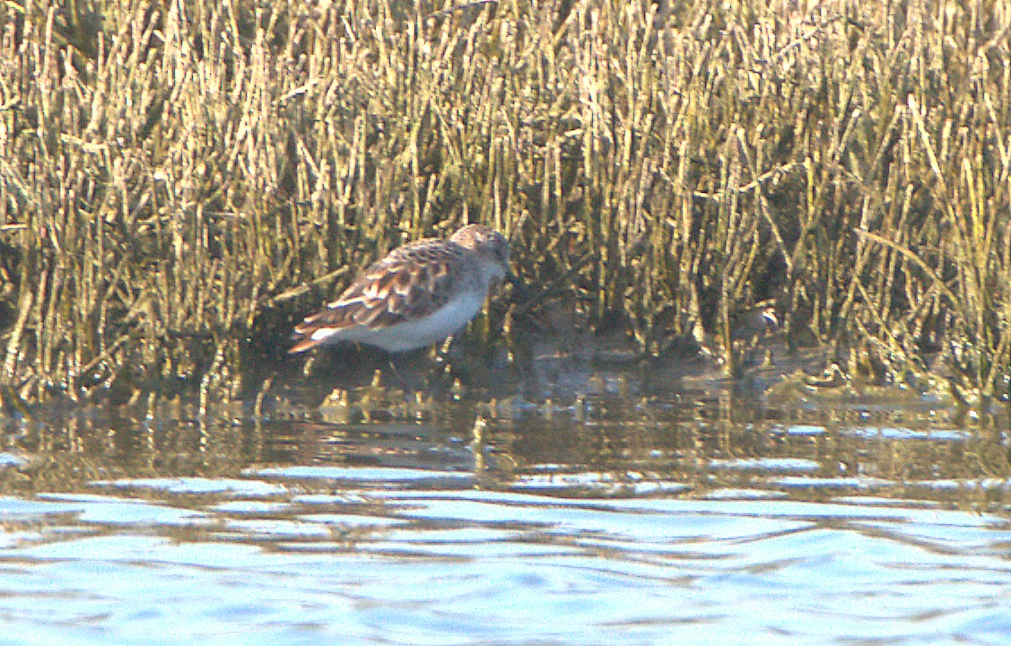 Bécasseau minute - ML559570181