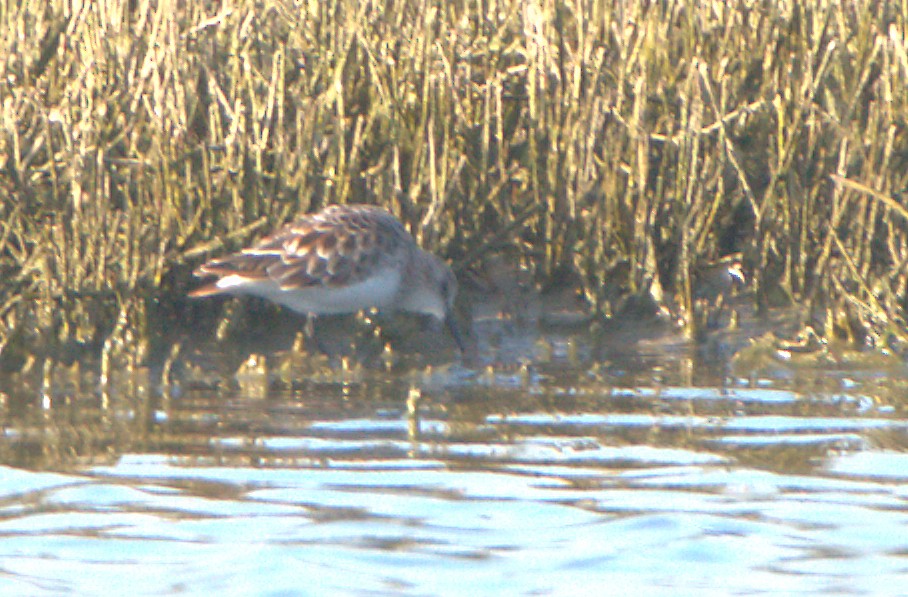 Bécasseau minute - ML559570211