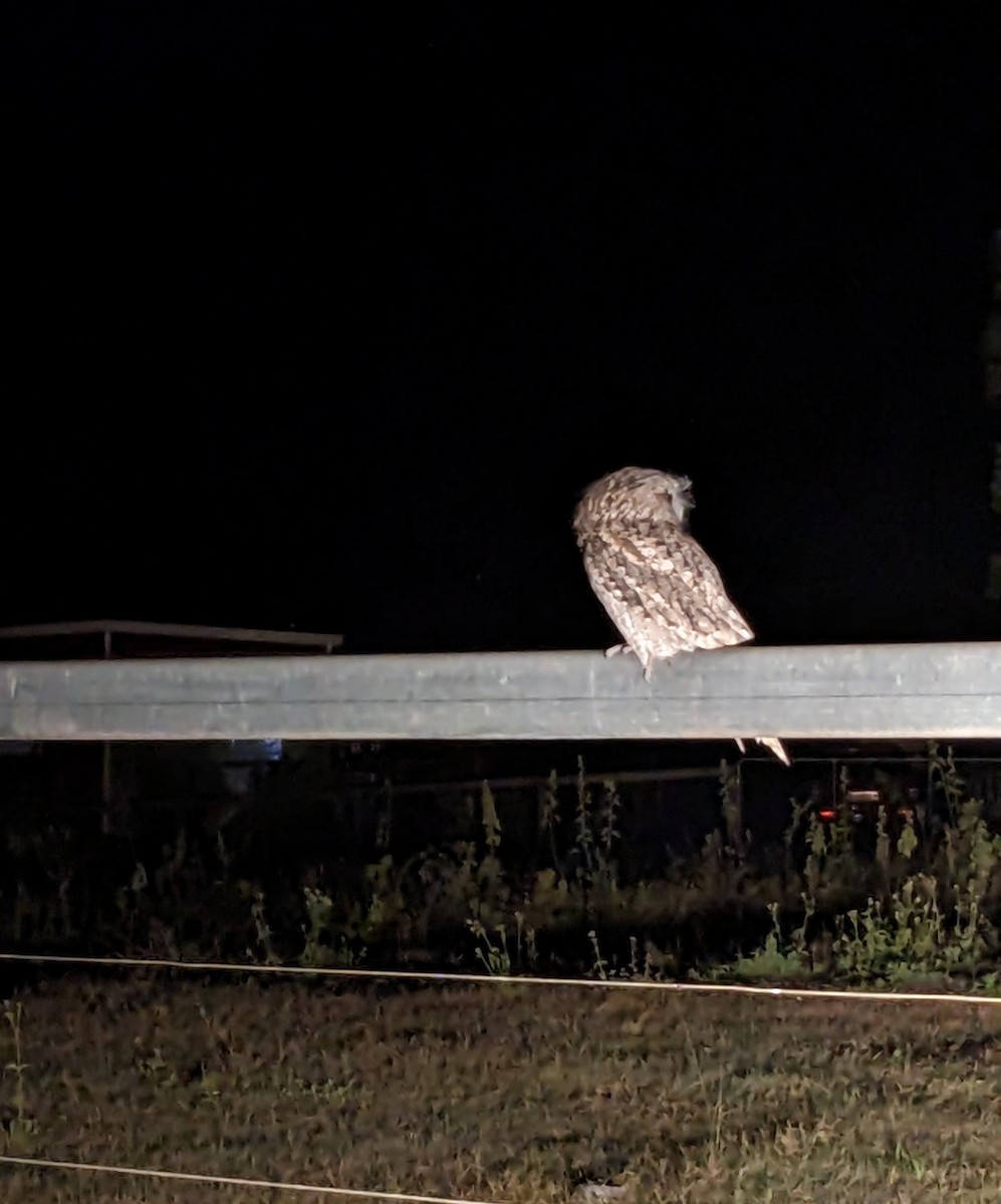 Tawny Frogmouth - ML559571241