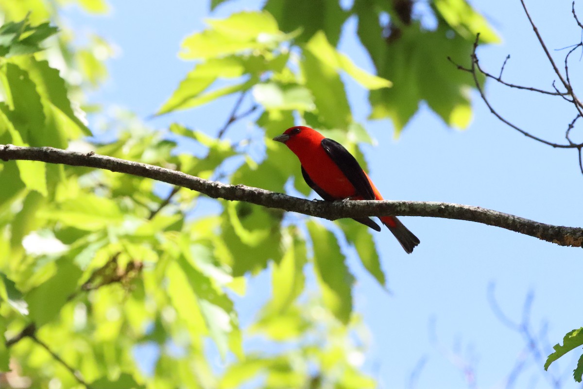 Scarlet Tanager - ML559571251