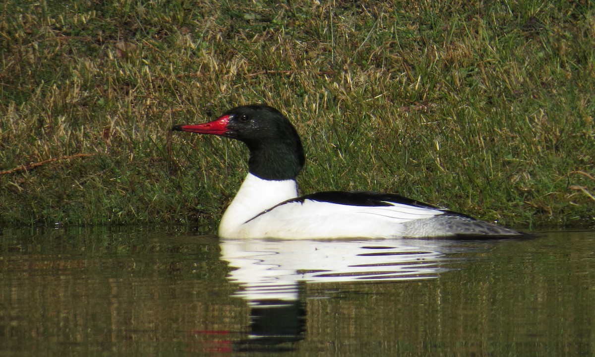 Gänsesäger - ML559571491