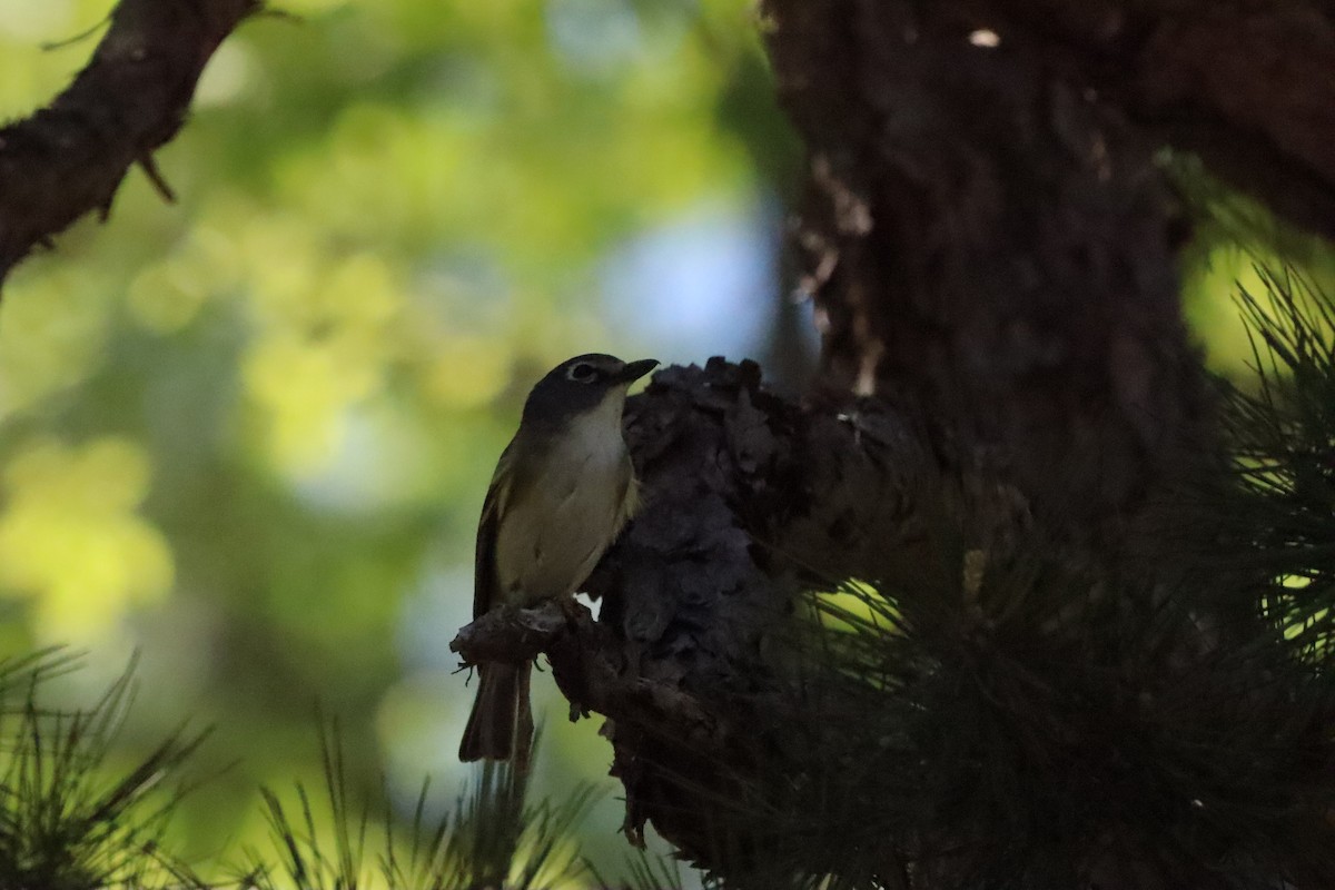 Blue-headed Vireo - ML559572081