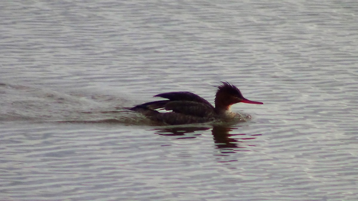 Red-breasted Merganser - ML55957261