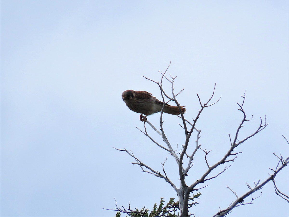 American Kestrel - Pierre Pitte