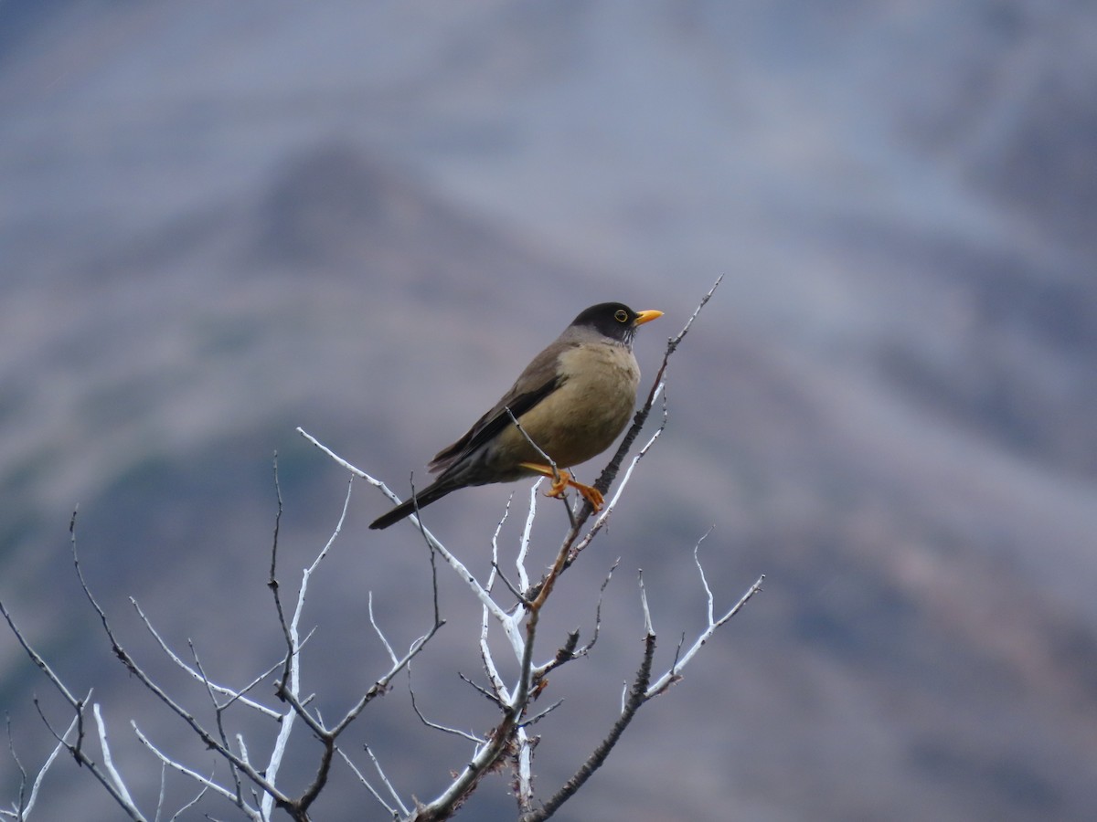 Austral Thrush - Pierre Pitte