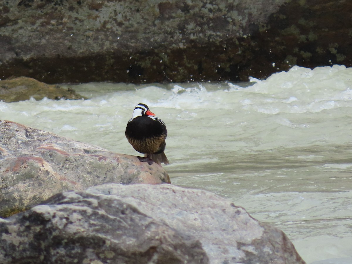 Pato Torrentero - ML559573061