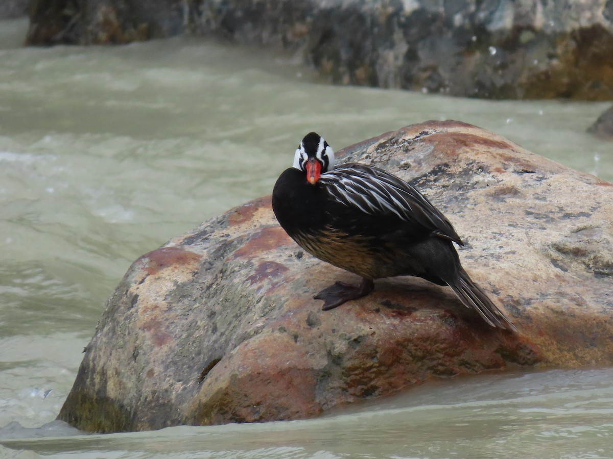 Torrent Duck - Pierre Pitte