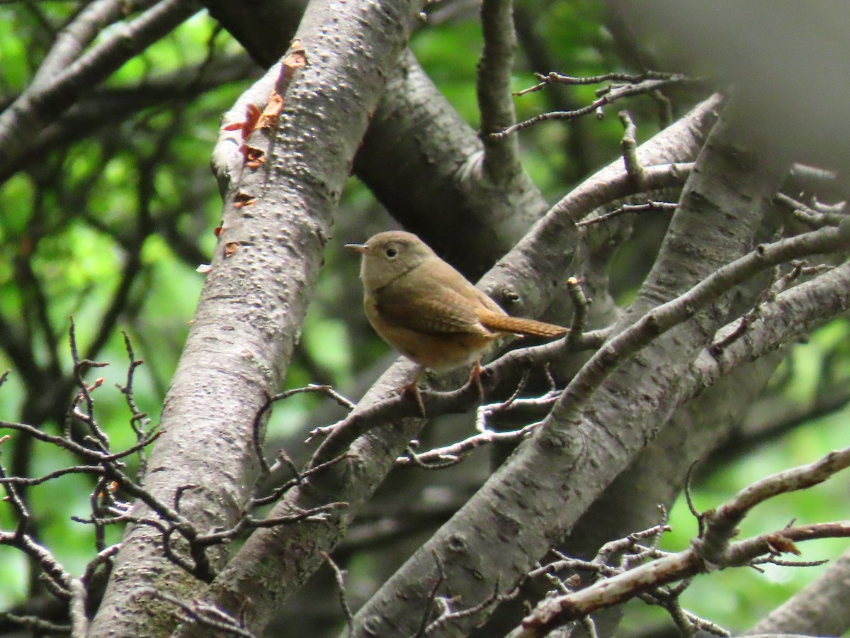 House Wren - Pierre Pitte