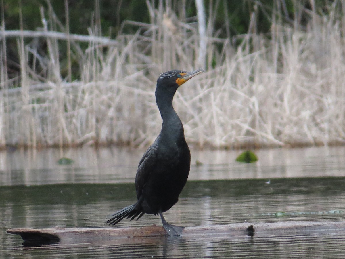 Double-crested Cormorant - ML559573761