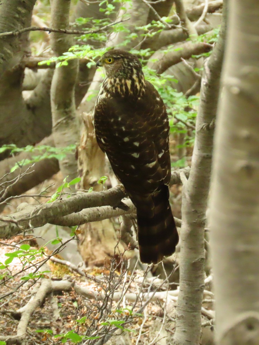 Chilean Hawk - Pierre Pitte