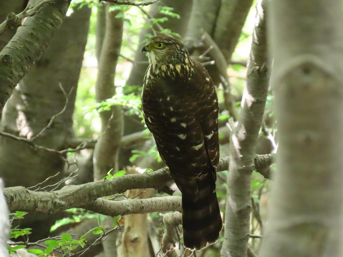 Chilean Hawk - Pierre Pitte