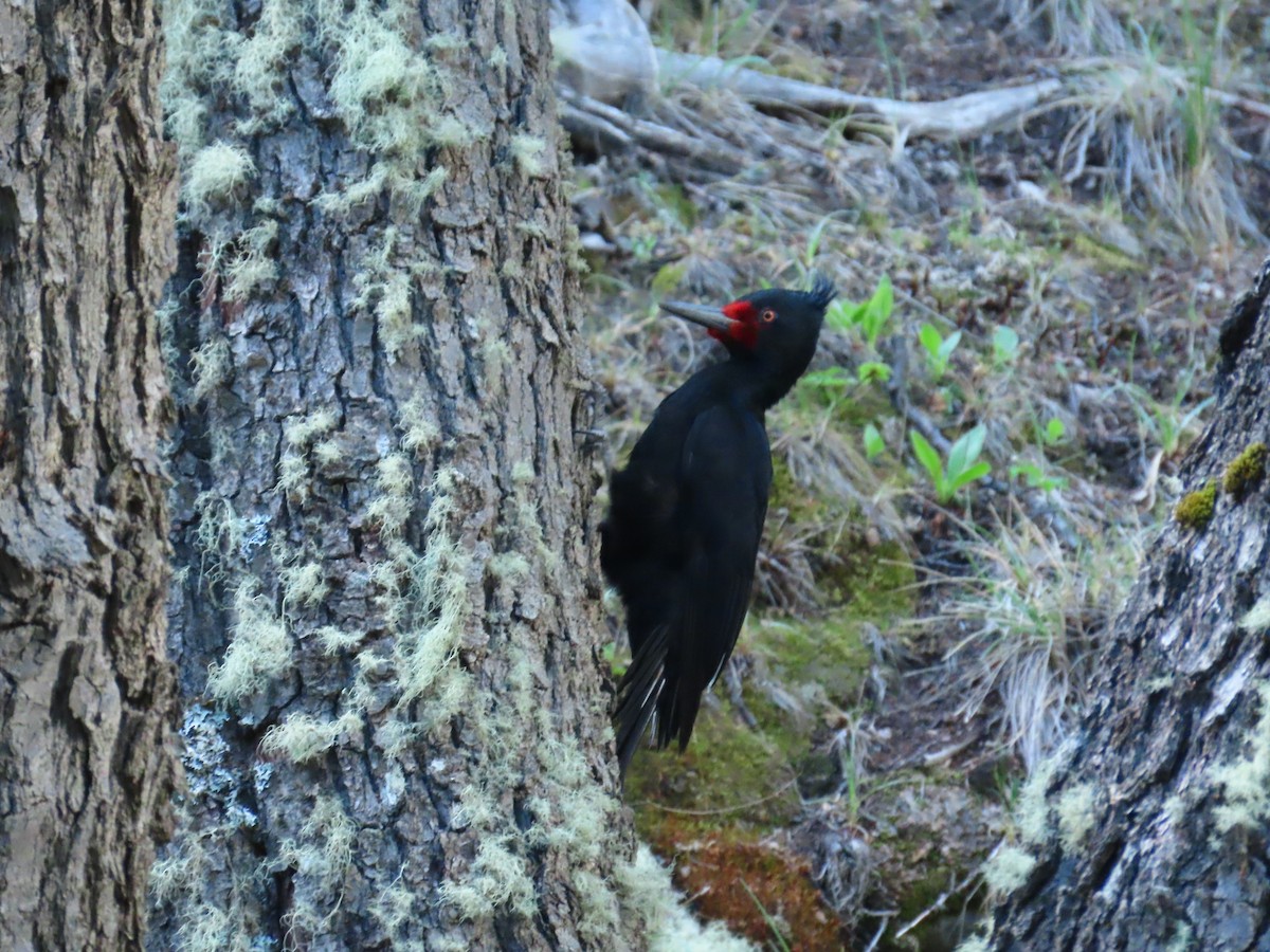 Magellanic Woodpecker - Pierre Pitte