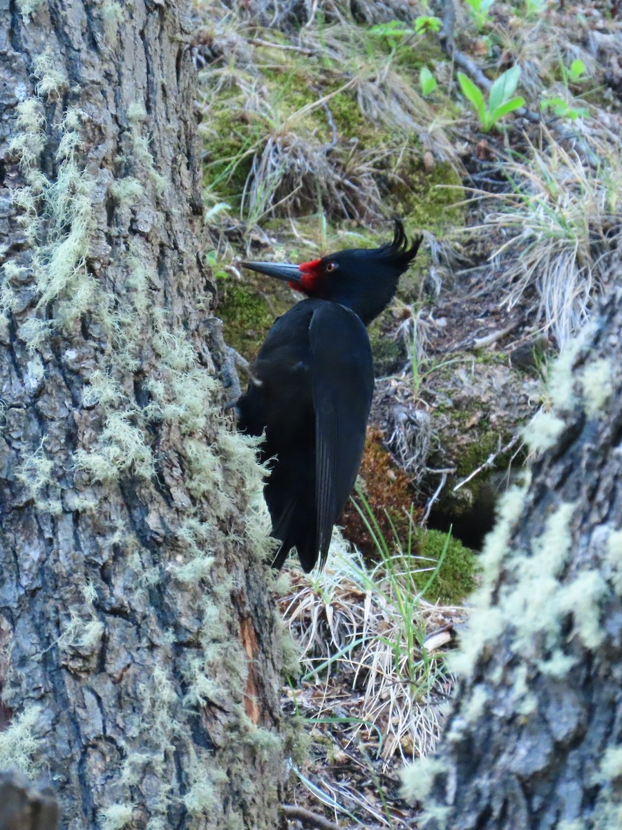 Magellanic Woodpecker - Pierre Pitte