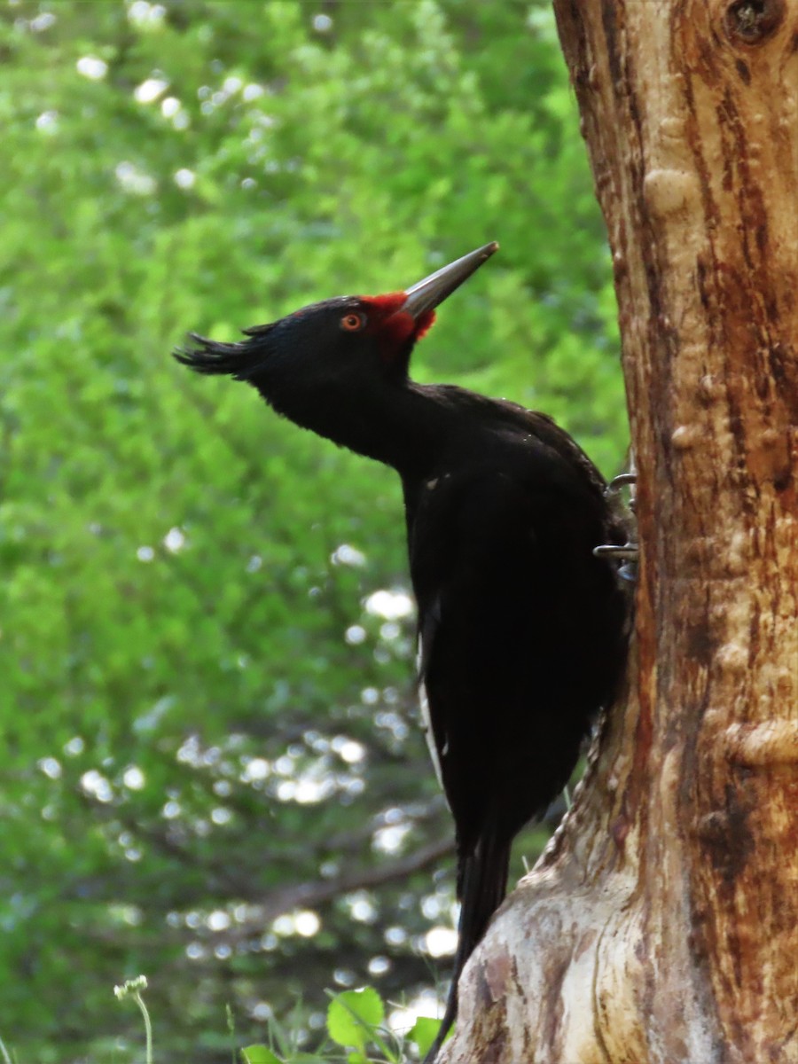Magellanic Woodpecker - Pierre Pitte
