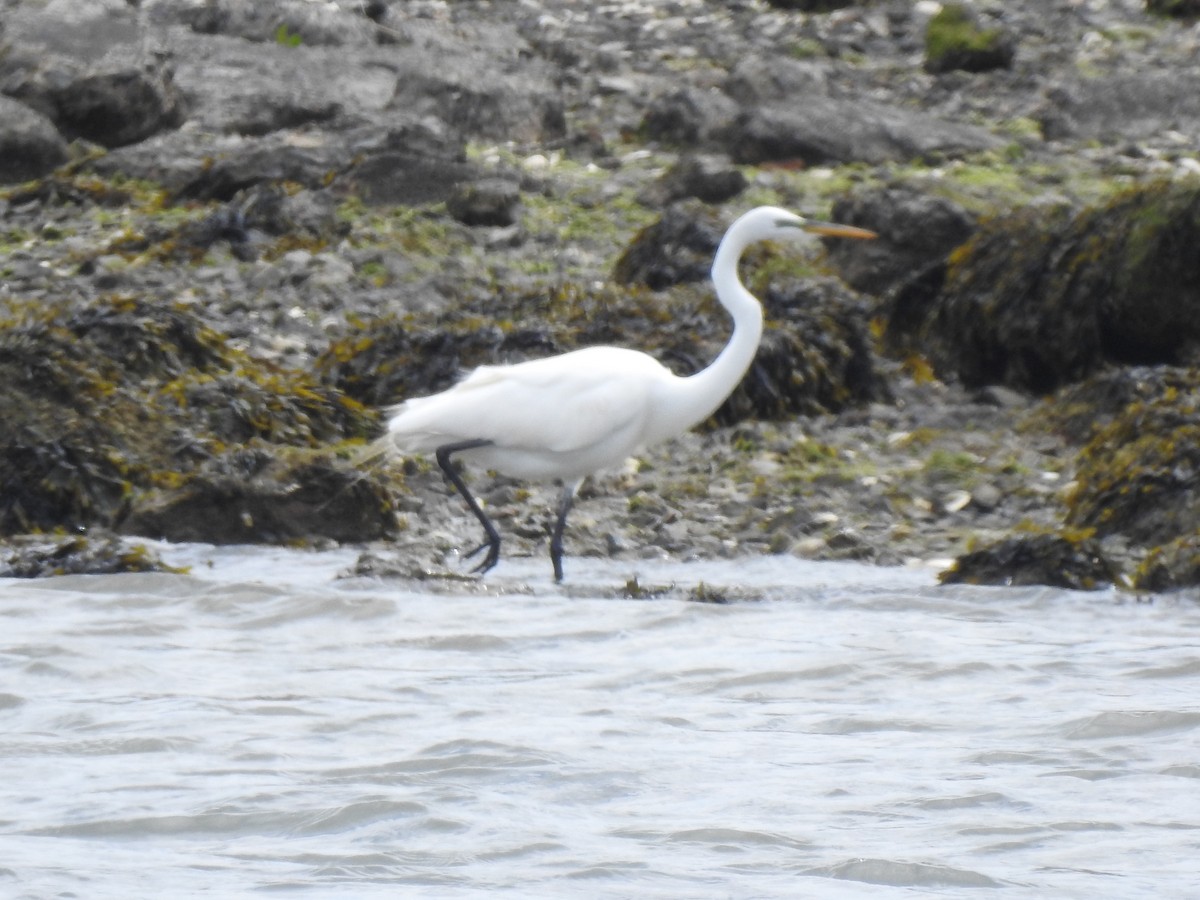 Great Egret - ML559574981