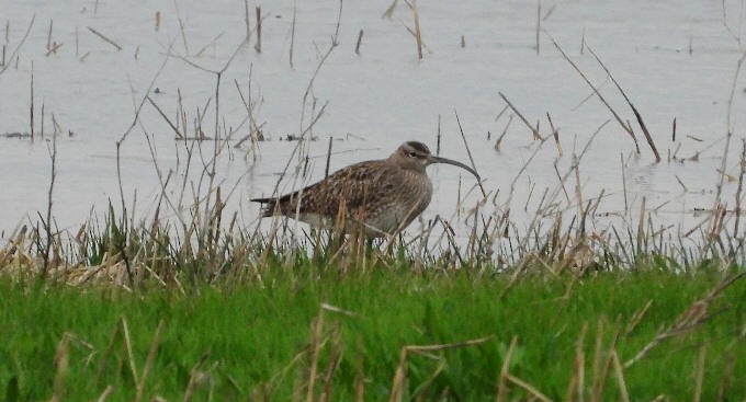 Whimbrel - Paul Bowerman