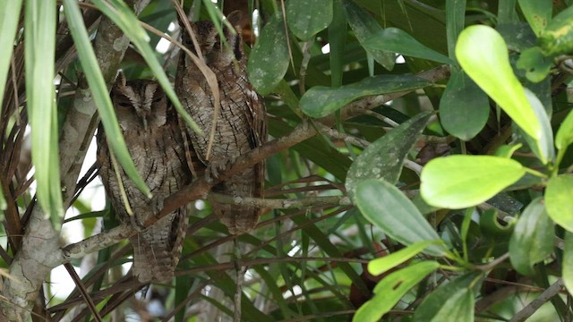 Tropical Screech-Owl - ML559577241