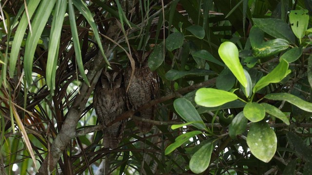 Tropical Screech-Owl - ML559578291