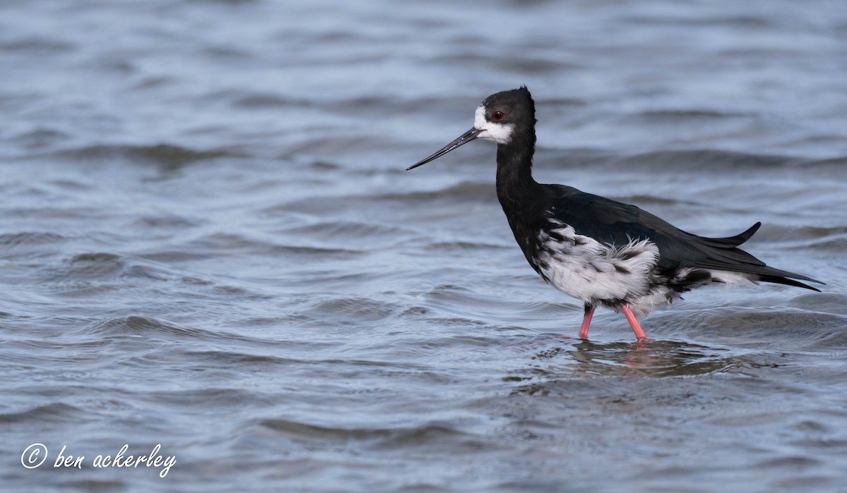 Pied x Black Stilt (hybrid) - Ben Ackerley