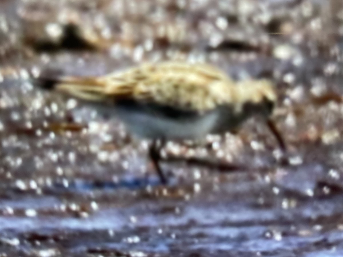 Pectoral Sandpiper - Vickie Becker