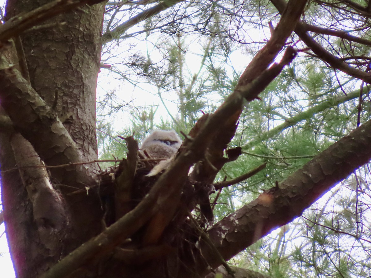 Great Horned Owl - ML559580001