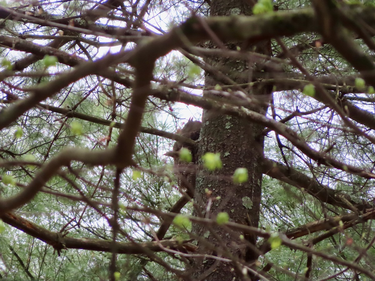 Great Horned Owl - ML559580091