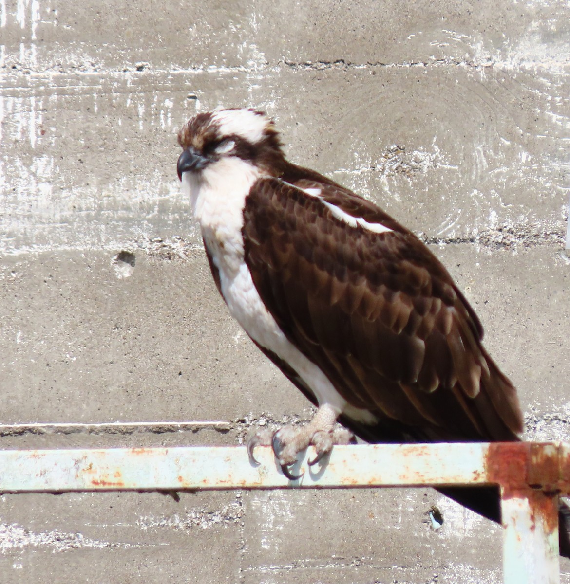 Balbuzard pêcheur - ML559580261
