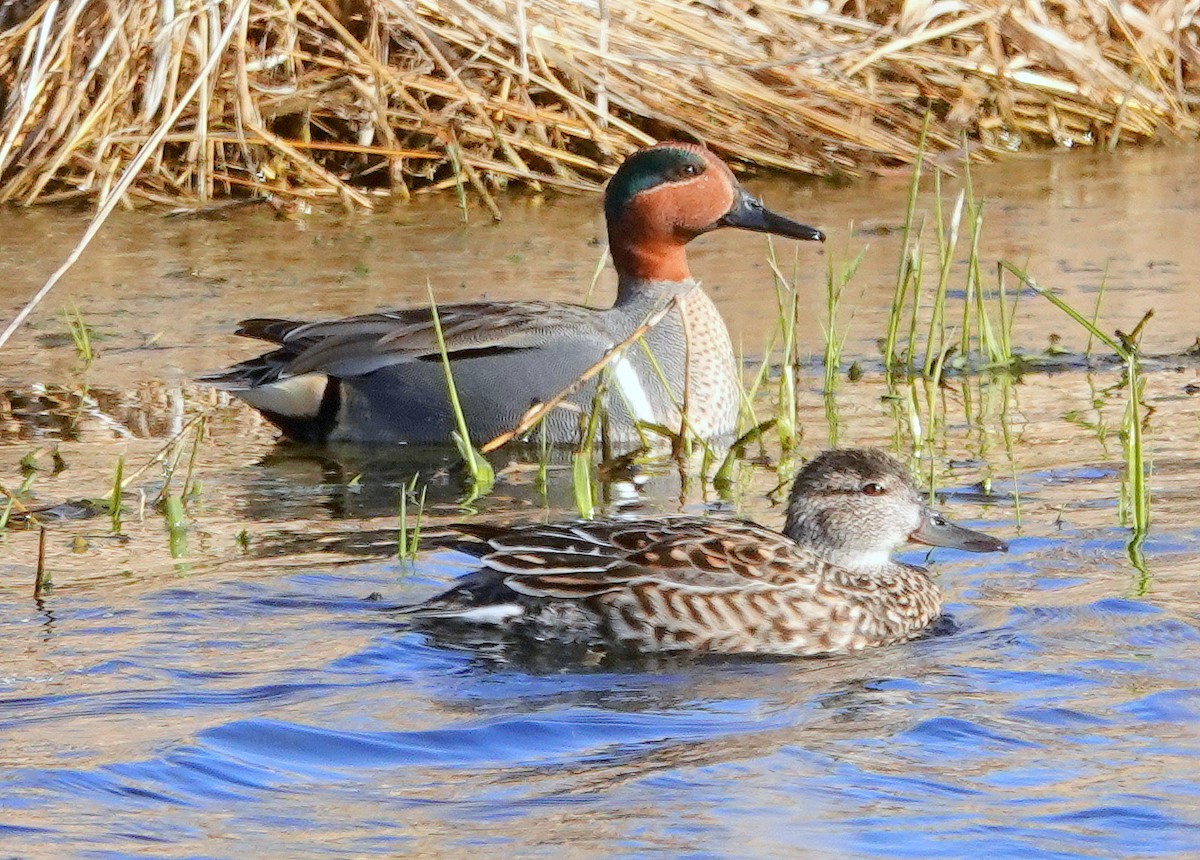 Green-winged Teal - ML559580661