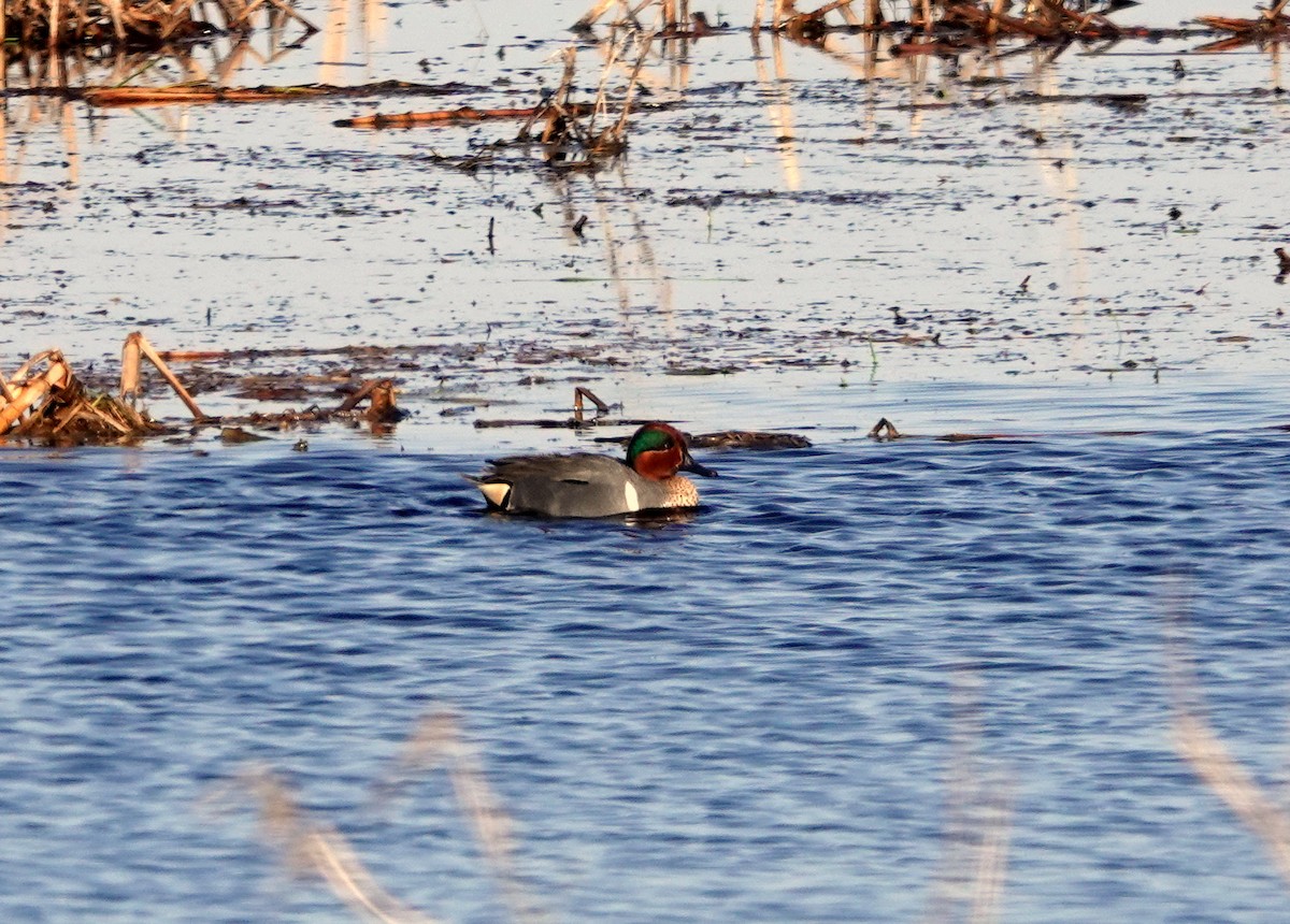 Green-winged Teal - ML559580681