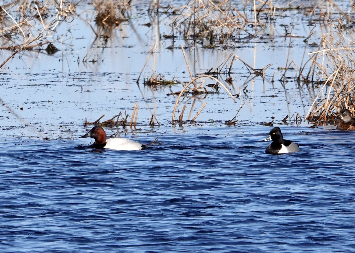 Canvasback - ML559580761