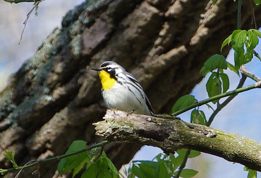 Yellow-throated Warbler - ML559580861