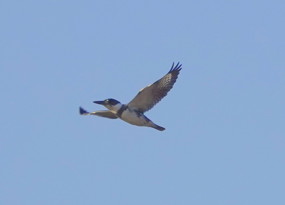 Belted Kingfisher - ML559580911